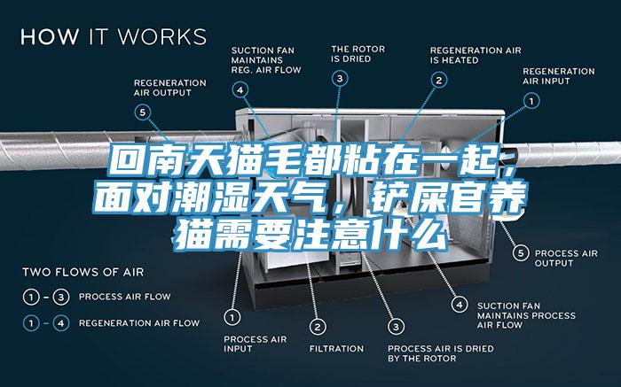 回南天猫毛都粘在一起，面对潮湿天气，铲屎官养猫需要注意什么