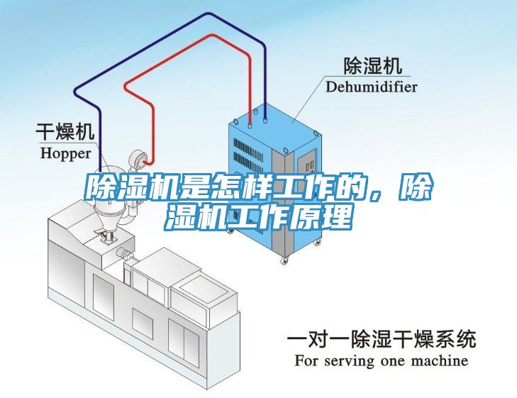 杏仁直播app最新版下载是怎样工作的，杏仁直播app最新版下载工作原理